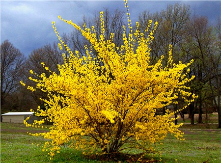 forsythia.jpg