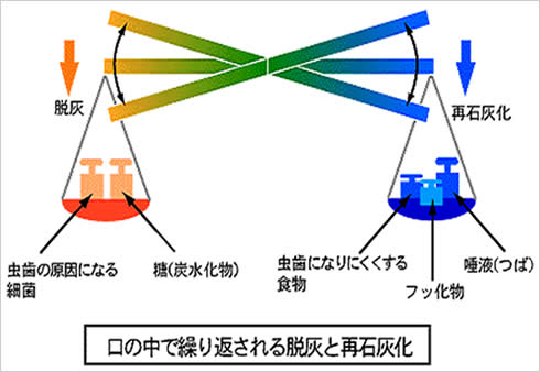 口の中で繰り返される脱灰と再石灰化